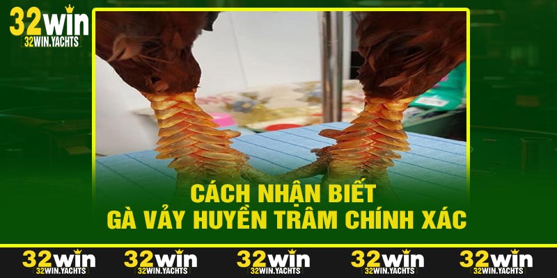 Cách Nhận Biết Gà Vảy Huyền Trâm Chính Xác